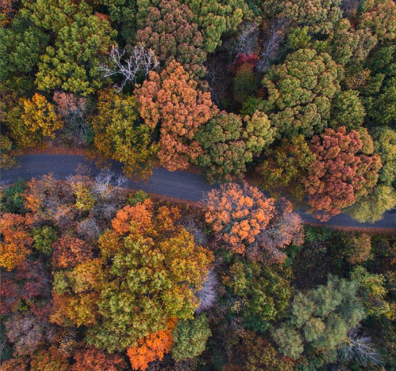 Aerial view of road winding through a forest in fall.