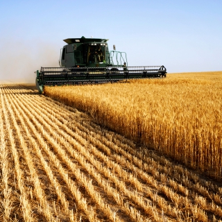 Farmer harvesting crop with combine